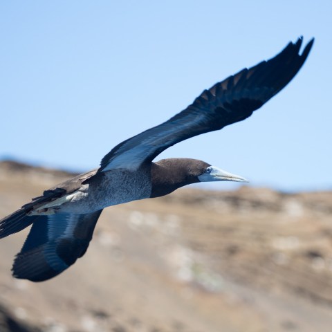 birds of Niihau