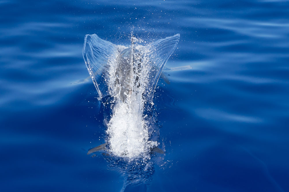 Kauai dolphin tours