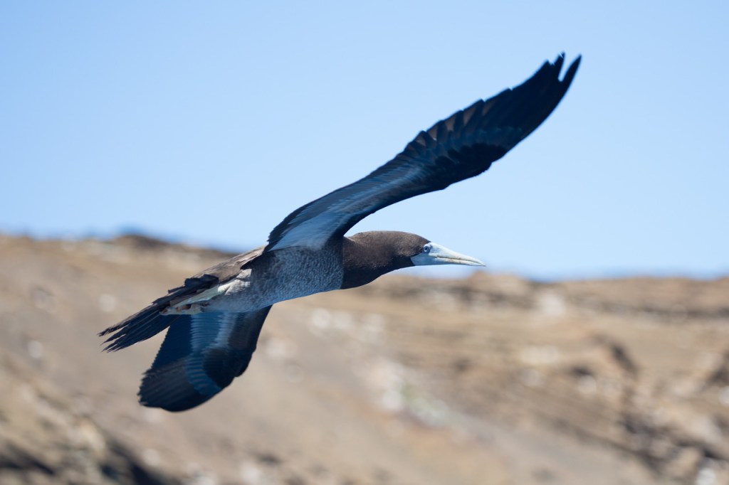 Hawaiian sea birds