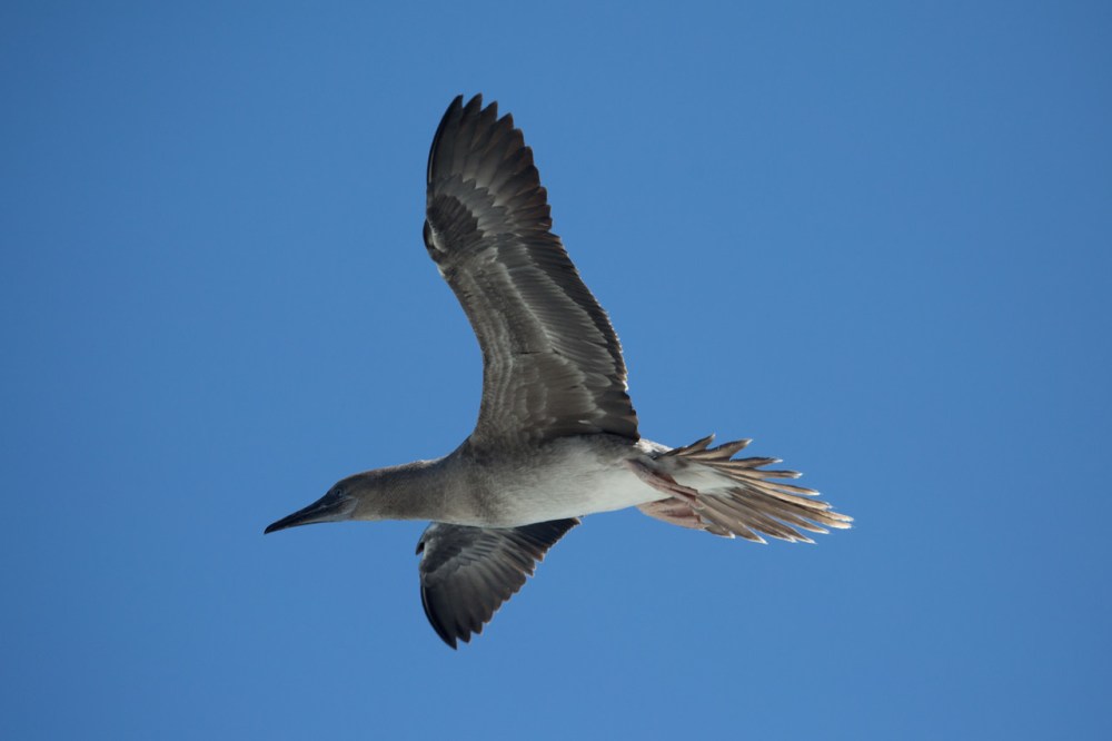 a bird flying in the air