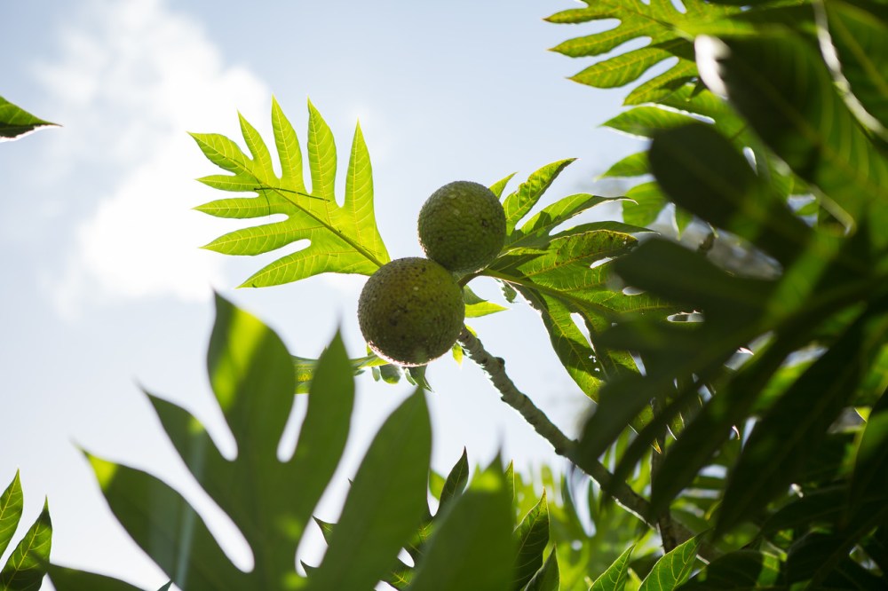 Ulu Breadfruit Kauai