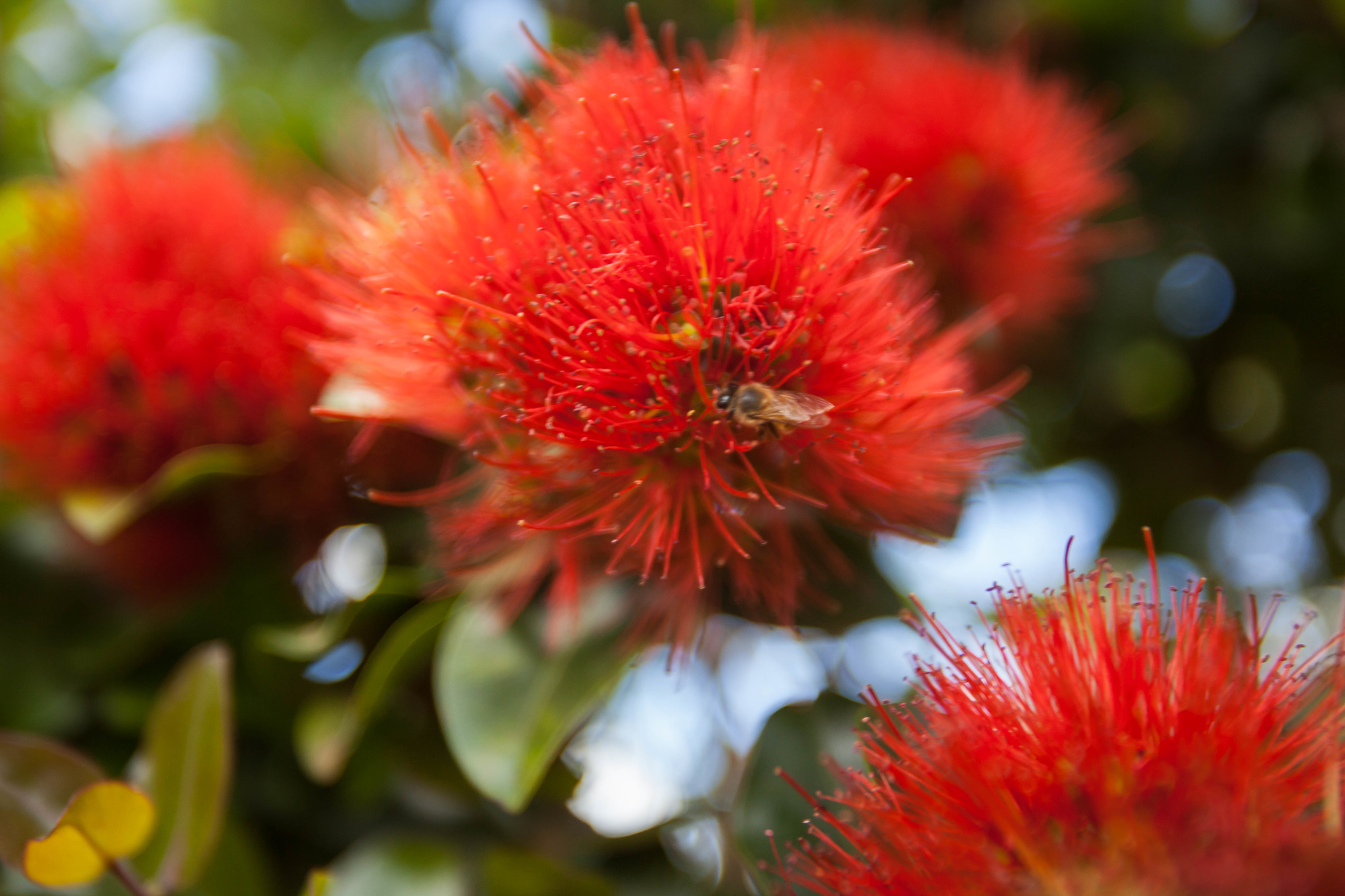 Lehua blossom