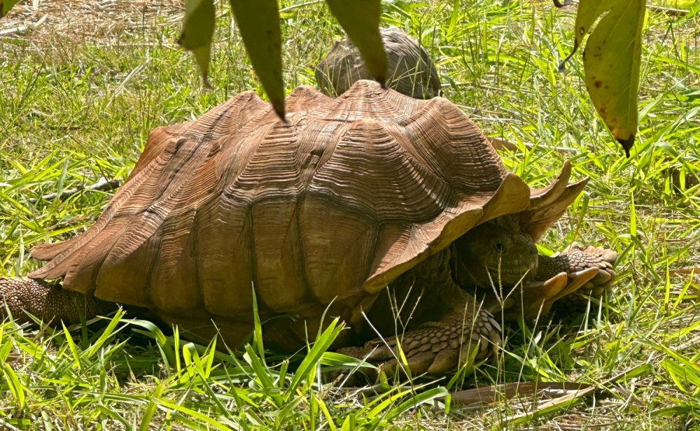 mahaulepu turtles